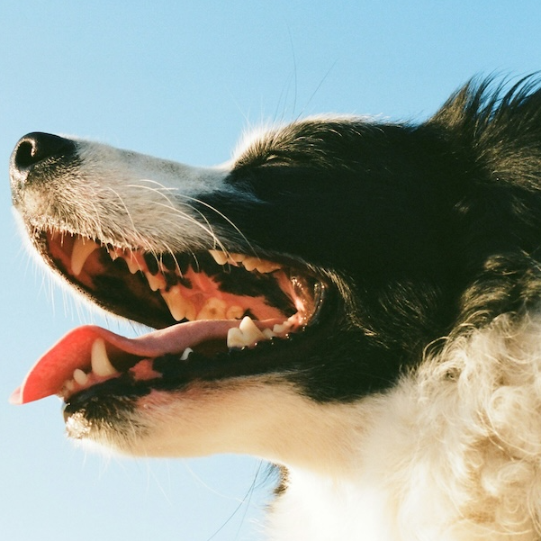 <b>HOW TO BRUSH YOUR DOG&rsquo;S TEETH AND KEEP THEM HEALTHY</b><br><br>Dogs&rsquo; teeth need TLC too, just like ours. Here&rsquo;s what you need to know about dental care for dogs...</br>
